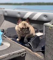Chip, a male French Bulldog for sale in Minneapolis, MN – 2 of 4
