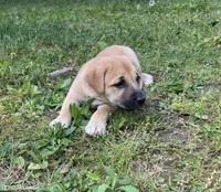 Nala, a female Cane Corso for sale in Nevada, MO – 1 of 1