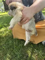 Charlie, a male Border Collie and Great Pyrenees for sale in Leon, IA – 2 of 3