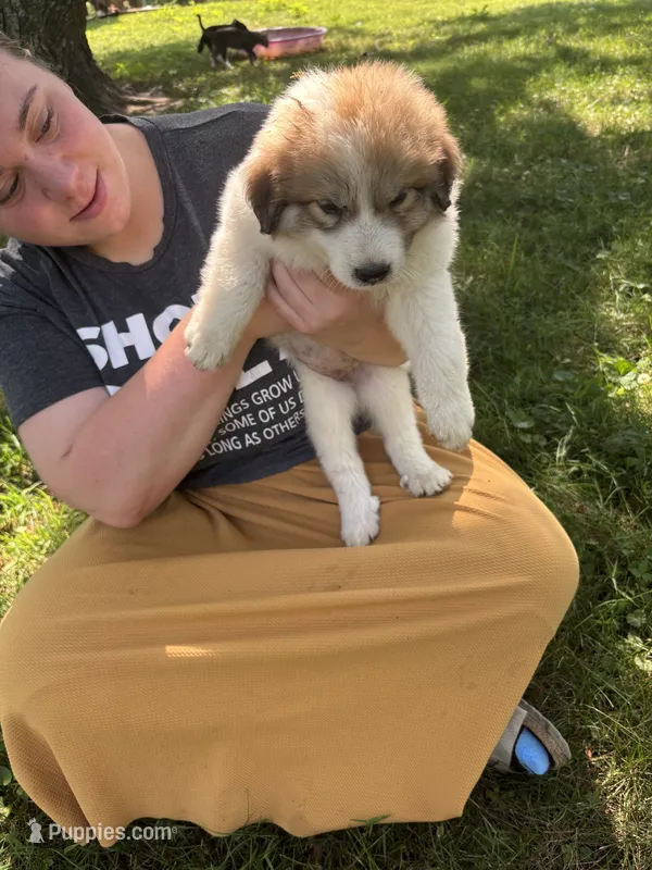 Liza – Border Collie, Great Pyrenees puppy for sale in Leon, IA