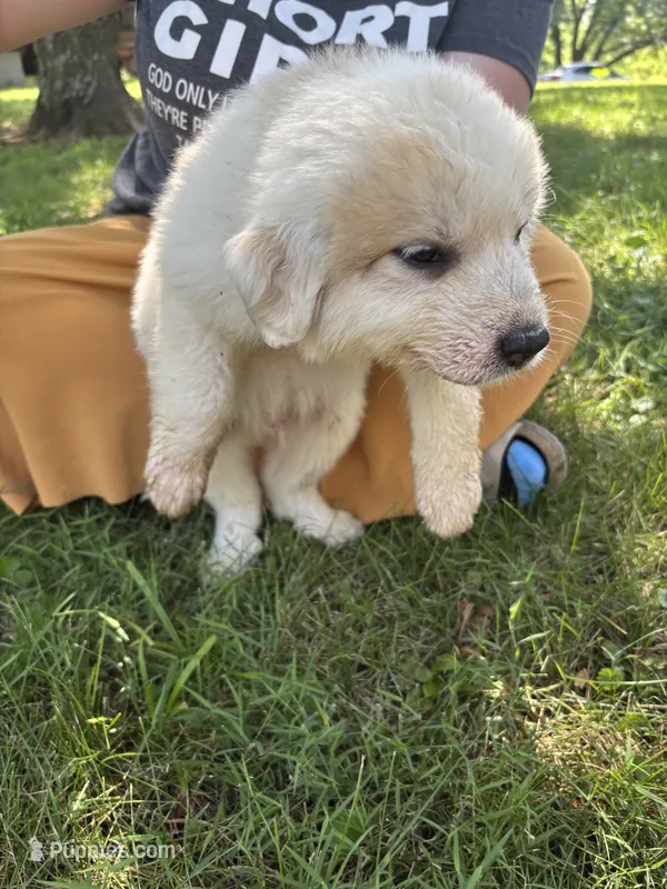 Lady – Border Collie, Great Pyrenees puppy for sale in Leon, IA