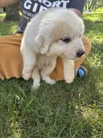 Lady, a female Border Collie and Great Pyrenees for sale in Leon, IA – 1 of 2