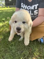 Lady, a female Border Collie and Great Pyrenees for sale in Leon, IA – 2 of 2