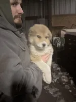 Bell, a female Border Collie and Great Pyrenees for sale in Leon, IA – Photo 5 of 5