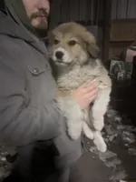 Bell, a female Border Collie and Great Pyrenees for sale in Leon, IA – Photo 4 of 5