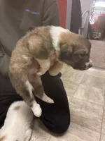 Bell, a female Border Collie and Great Pyrenees for sale in Leon, IA – Photo 2 of 5