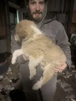 Bell, a female Border Collie and Great Pyrenees for sale in Leon, IA – Photo 3 of 5