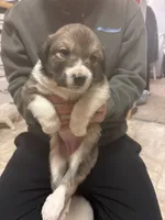 Bell, a female Border Collie and Great Pyrenees for sale in Leon, IA – Photo 1 of 5
