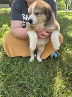 Max, a male Great Pyrenees for sale in Leon, IA – 2 of 2