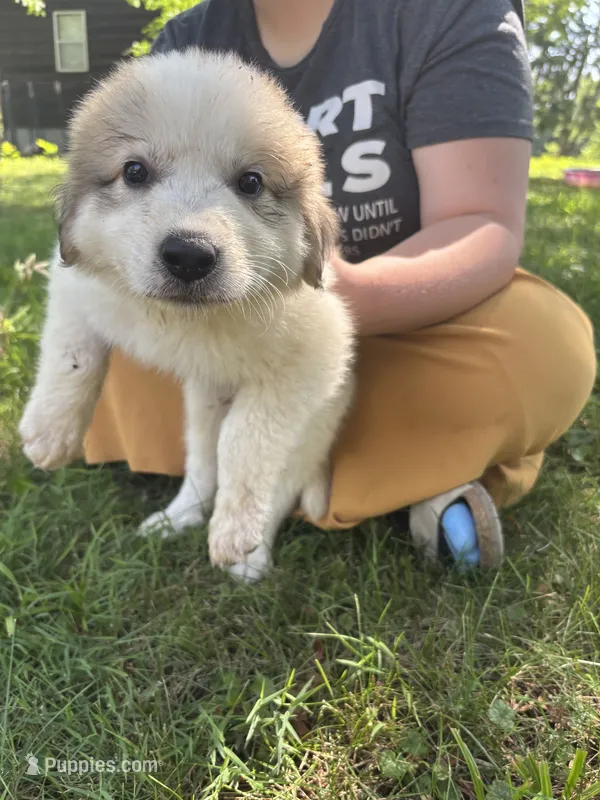 Ellie – Great Pyrenees puppy for sale in Leon, IA