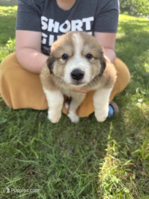 Max – Great Pyrenees puppy for sale in Leon, IA