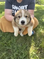 Max, a male Great Pyrenees for sale in Leon, IA – 1 of 2