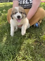 Liza, a female Border Collie and Great Pyrenees for sale in Leon, IA – 3 of 3