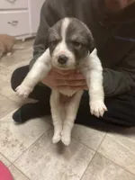 processed/7aecf2d3-e0b4-451b-aefb-7b31ac262f22/listing/8de0175d-4698-43bd-b074-60c0d6bb2bdc/56e3ef65-ee86-4efa-8a39-dcf2627dc12d