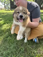 Cooper, a male Border Collie and Great Pyrenees for sale in Leon, IA – 2 of 2