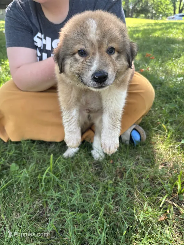 Cooper – Border Collie, Great Pyrenees puppy for sale in Leon, IA