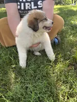 Liza, a female Border Collie and Great Pyrenees for sale in Leon, IA – 2 of 3
