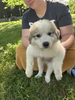 Ellie, a female Great Pyrenees for sale in Leon, IA – 2 of 2