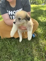 Charlie, a male Border Collie and Great Pyrenees for sale in Leon, IA – 3 of 3