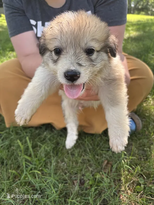 Charlie – Border Collie, Great Pyrenees puppy for sale in Leon, IA