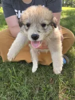 Charlie, a male Border Collie and Great Pyrenees for sale in Leon, IA – 1 of 3