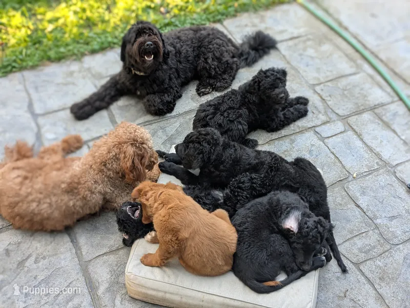 Cornelius – Miniature Bernedoodle, Miniature Goldendoodle puppy for sale in Mansfield, OH