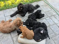 Cornelius, a male Miniature Bernedoodle and Miniature Goldendoodle for sale in Mansfield, OH – 6 of 10