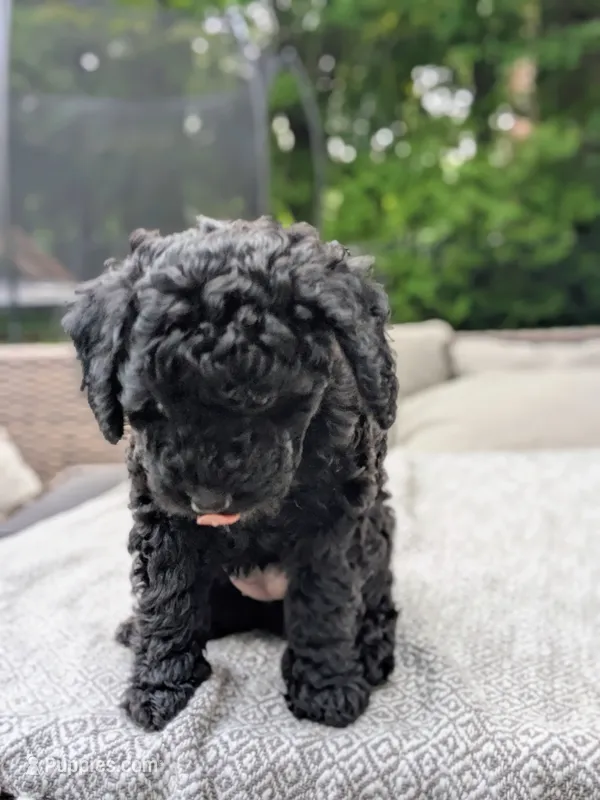 Violet AKA BoR – Miniature Bernedoodle, Miniature Goldendoodle puppy for sale in Mansfield, OH