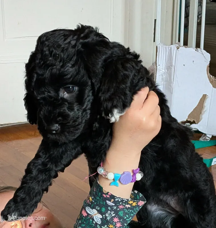 Cordelia  – Miniature Bernedoodle puppy for sale in Mansfield, OH