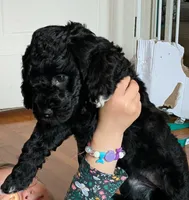 Cordelia , a female Miniature Bernedoodle and Miniature Goldendoodle for sale in Mansfield, OH – 1 of 2
