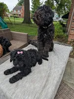 Violet AKA BoR, a female Miniature Bernedoodle and Miniature Goldendoodle for sale in Mansfield, OH – 3 of 10