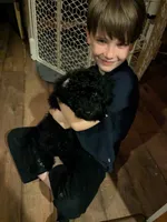 Violet AKA BoR, a female Miniature Bernedoodle and Miniature Goldendoodle for sale in Mansfield, OH – 5 of 10