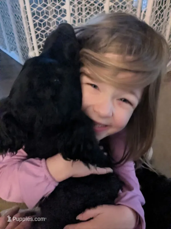 Nico – Bernedoodle, Miniature Goldendoodle puppy for sale in Mansfield, OH