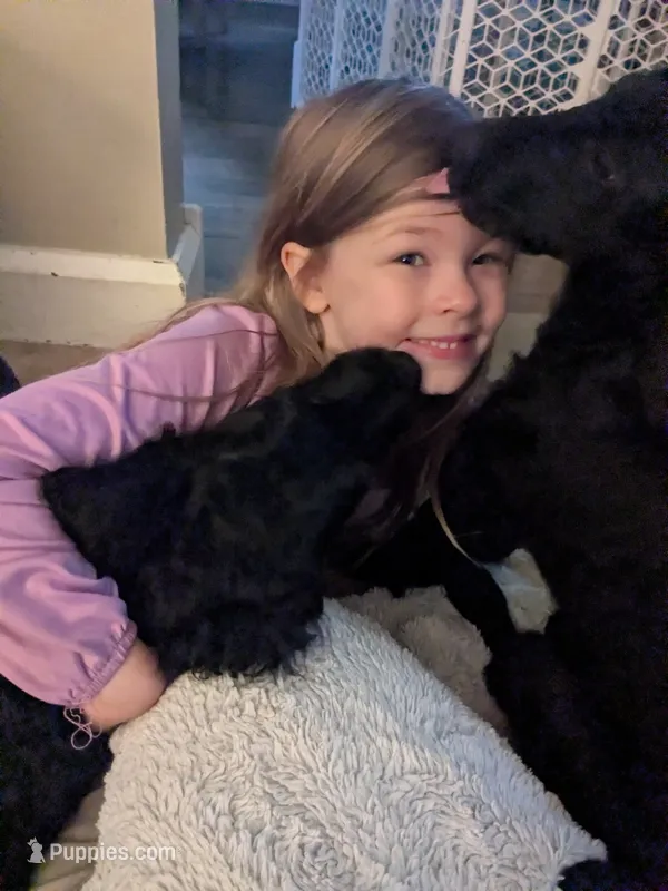 Cornelius – Bernedoodle, Miniature Goldendoodle puppy for sale in Mansfield, OH