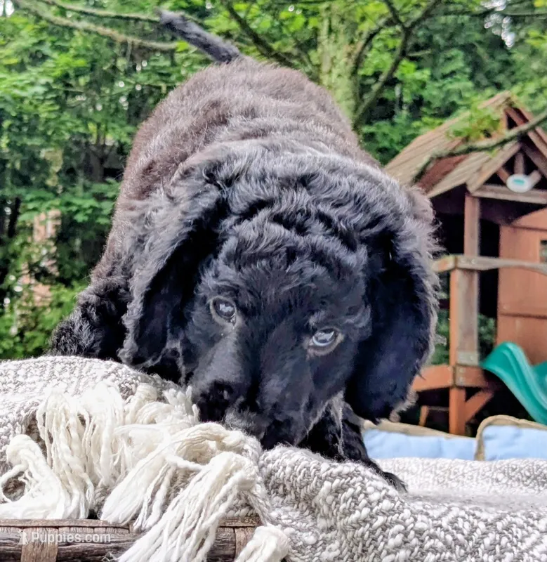 Nico – Miniature Bernedoodle puppy for sale in Mansfield, OH