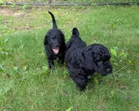 Nico, a male Miniature Bernedoodle and Miniature Goldendoodle for sale in Mansfield, OH – 6 of 10