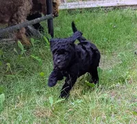 Violet (BoRa), a female Miniature Bernedoodle and Miniature Goldendoodle for sale in Mansfield, OH – 2 of 4