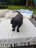 Nico, a male Miniature Bernedoodle and Miniature Goldendoodle for sale in Mansfield, OH – 4 of 10