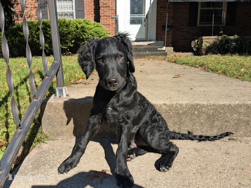 Cornelius – Miniature Bernedoodle, Miniature Goldendoodle puppy for sale in Mansfield, OH