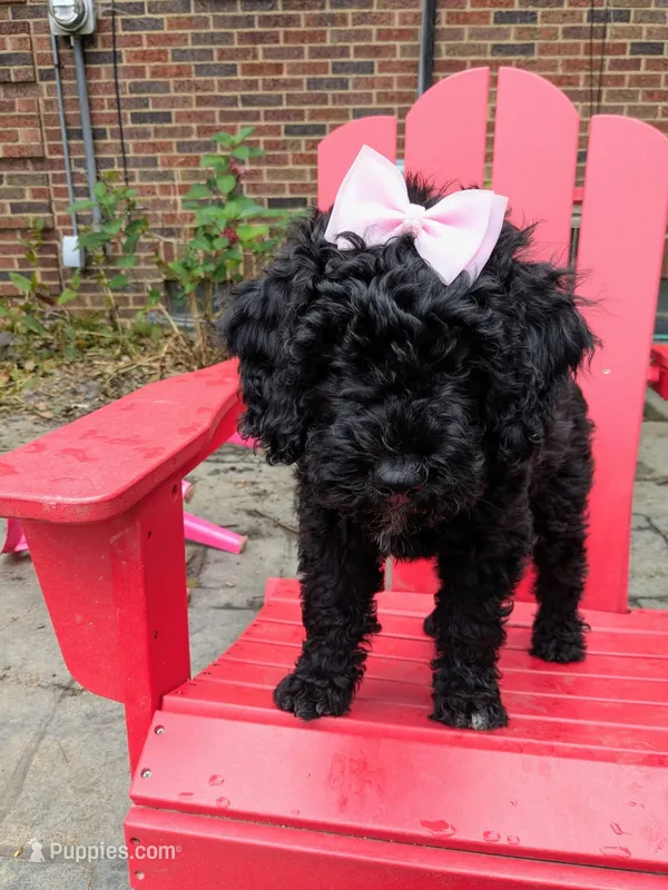 Cordelia  – Miniature Bernedoodle, Miniature Goldendoodle puppy for sale in Mansfield, OH