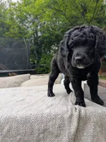 Cornelius, a male Bernedoodle and Golden Mountain Doodle for sale in Mansfield, OH – 6 of 10