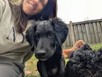 Cornelius, a male Bernedoodle and Miniature Goldendoodle for sale in Mansfield, OH – 10 of 10
