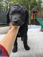 Cornelius, a male Bernedoodle and Golden Mountain Doodle for sale in Mansfield, OH – 3 of 10