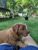 Leo AKA Brownie, a male Miniature Goldendoodle for sale in Mansfield, OH – 10 of 10