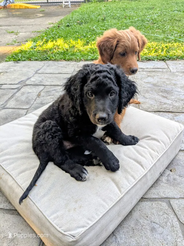 Nico – Miniature Bernedoodle, Miniature Goldendoodle puppy for sale in Mansfield, OH