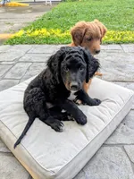 Nico, a male Miniature Bernedoodle and Miniature Goldendoodle for sale in Mansfield, OH – 5 of 10