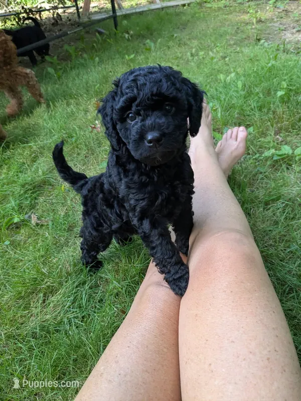 Violet (BoRa) – Miniature Goldendoodle puppy for sale in Mansfield, OH
