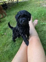 Violet (BoRa), a female Miniature Bernedoodle and Miniature Goldendoodle for sale in Mansfield, OH – 3 of 4