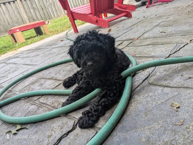 Violet (BoRa) – Miniature Bernedoodle, Miniature Goldendoodle puppy on hold in Mansfield, OH