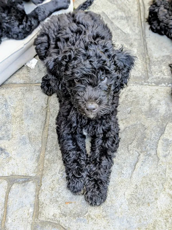 Cordelia  – Miniature Bernedoodle, Miniature Goldendoodle puppy on hold in Mansfield, OH